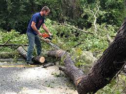 Best Emergency Tree Removal Services  in Victoria, MS