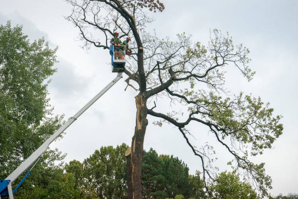 Best Tree Maintenance Programs  in Victoria, MS