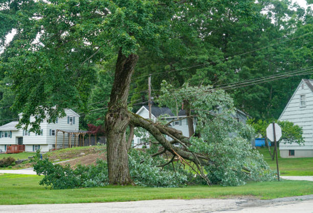 Best Fruit Tree Pruning  in Victoria, MS