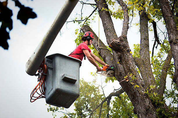 Best Tree Disease Treatment  in Victoria, MS